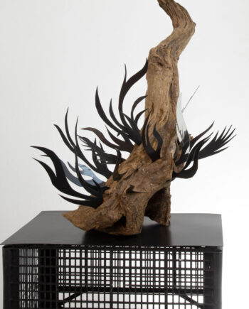 Giammarco Cugusi sculpture will do: Clematis Vitalba, plexiglass wood, plastic. At the gallery Art Studio Finestreria. collectibles